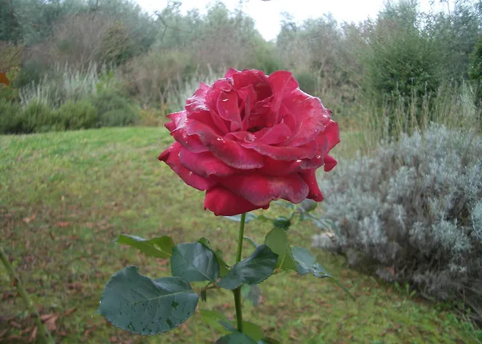 Il Cigliere Your Holiday Home In The Heart Of Tuscany