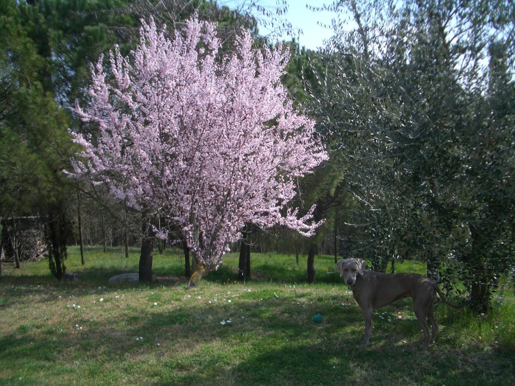 Ferienhaus Il Cigliere Your In The Heart Of Tuscany *